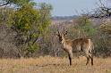 100 Zuid-Afrika, Sabi Sand Game Reserve, waterbok